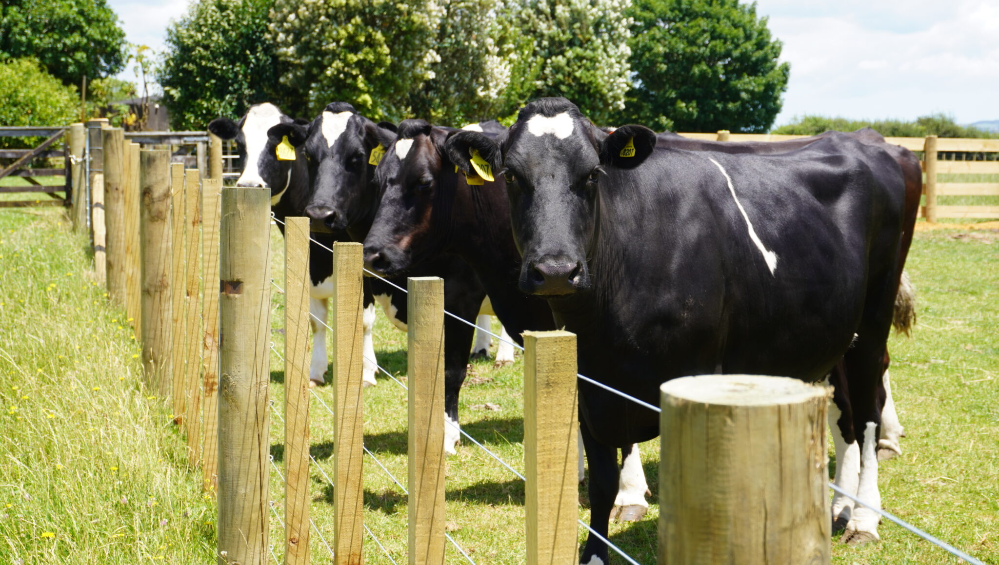 Pitchfork Ruminants Ruminant BioTech develops emissions-reduction bolus